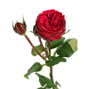 Роза пионовидная